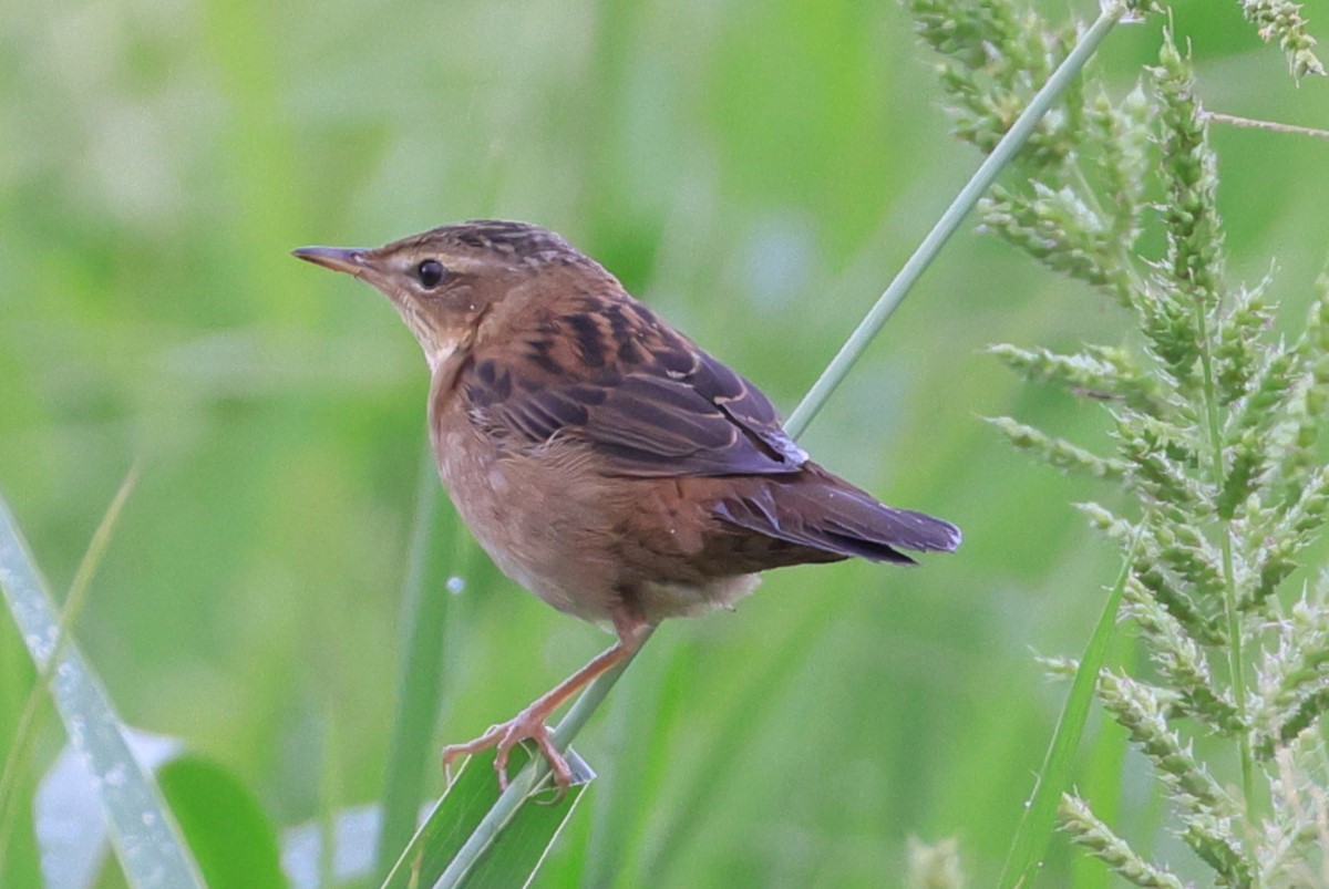 シベリアセンニュウ - ML644138385