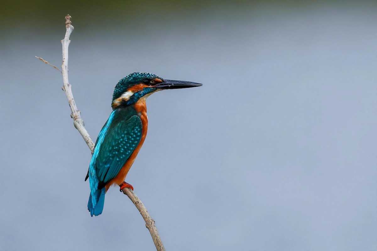 Common Kingfisher - ML644138400