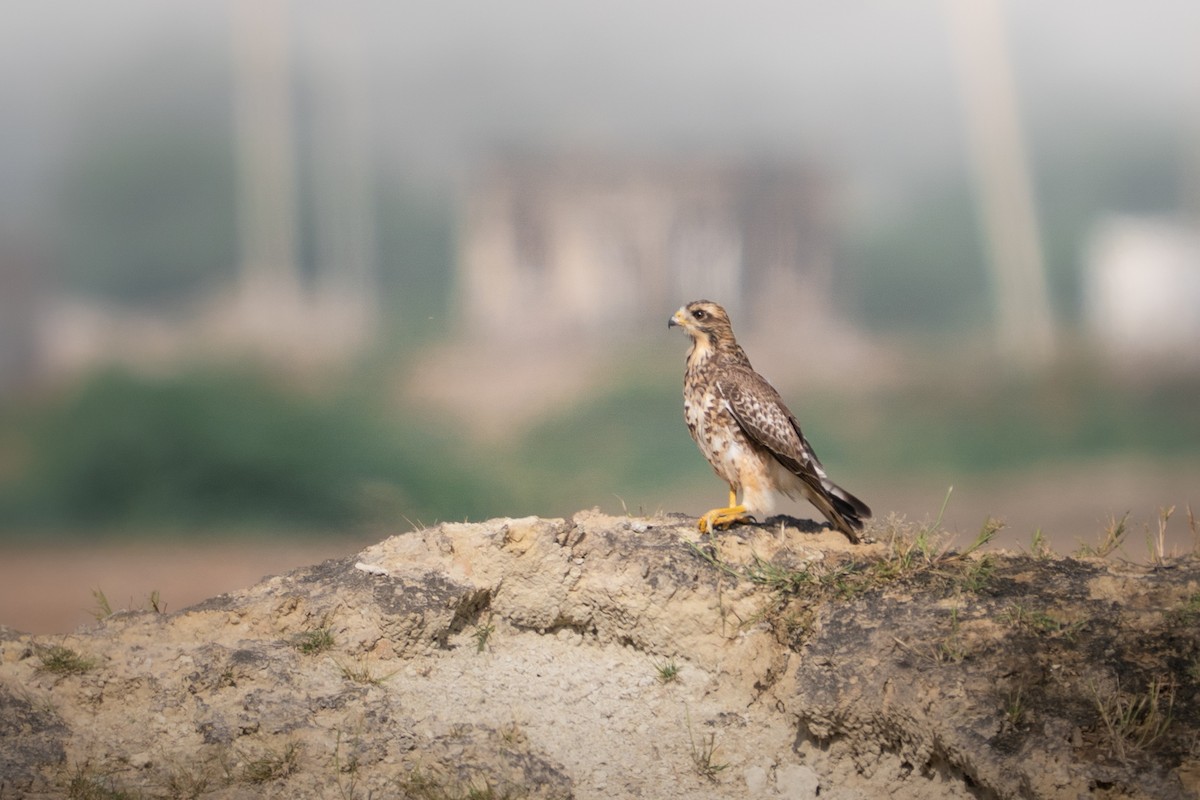 メジロサシバ - ML644138403