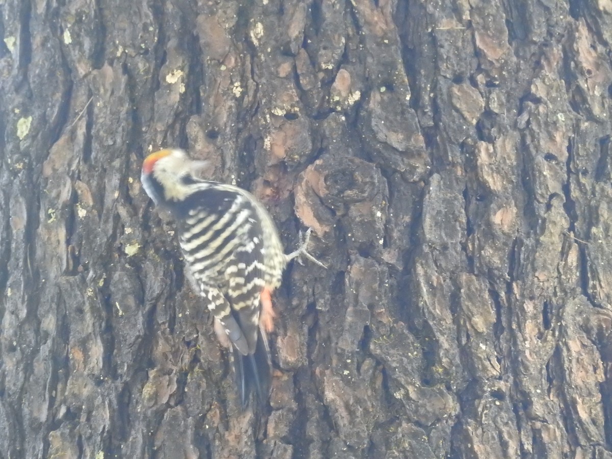 Коронованный дятел - ML644138404