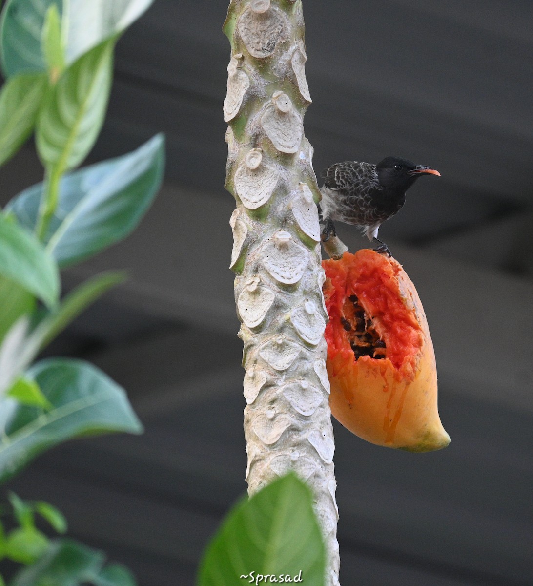 Red-vented Bulbul - ML644138421