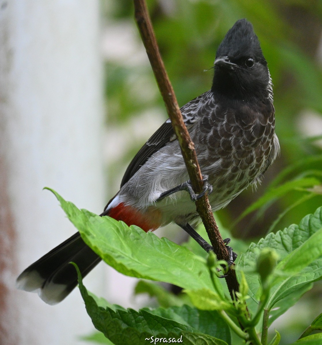 Red-vented Bulbul - ML644138422