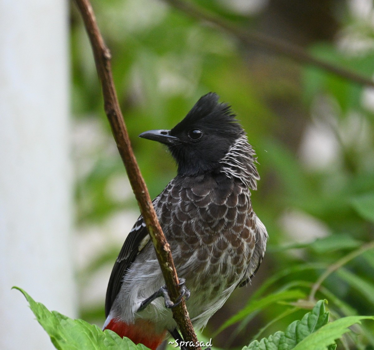 Red-vented Bulbul - ML644138423