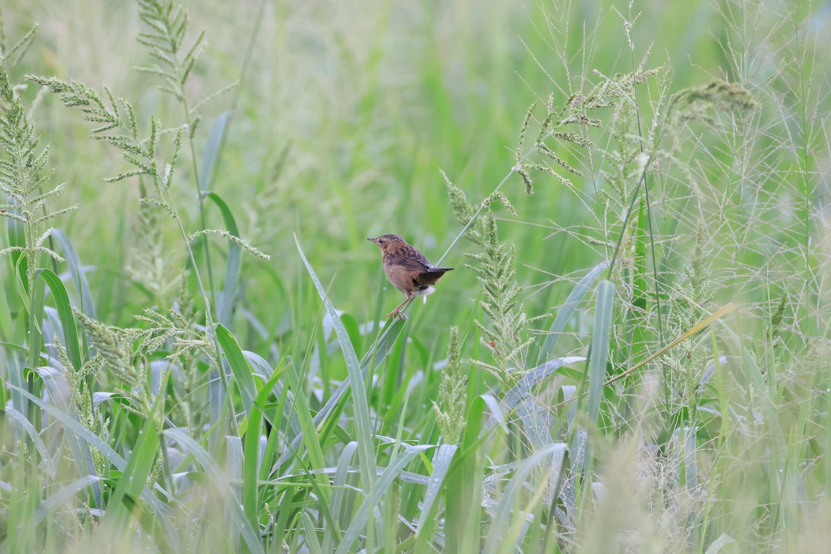 シベリアセンニュウ - ML644138428