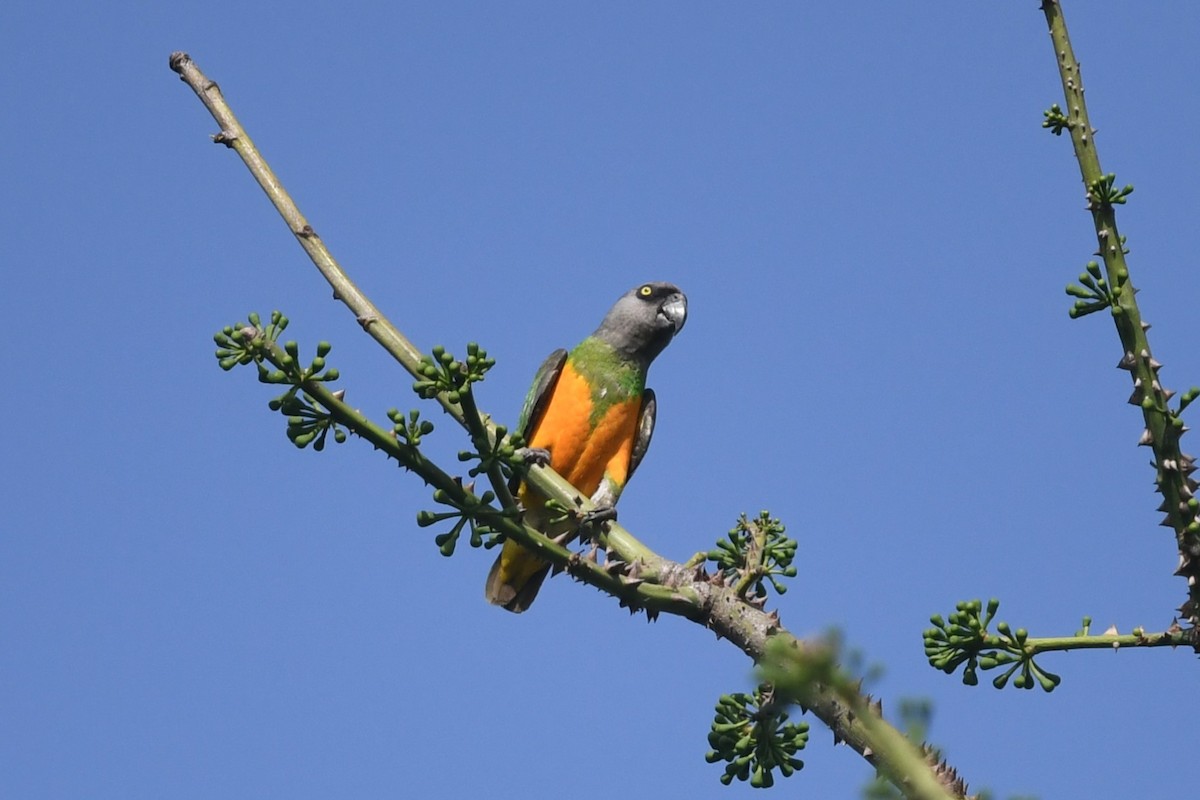 Senegalpapagei - ML644138443