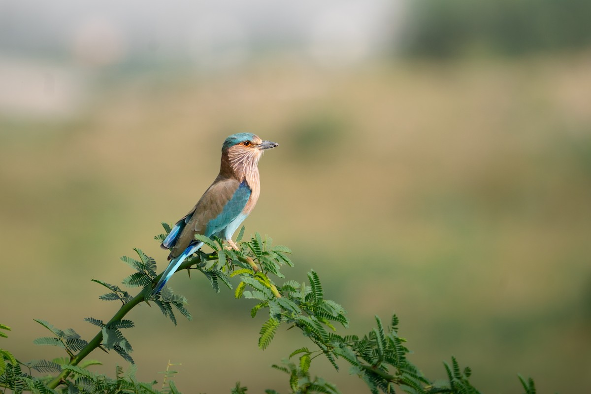 Indian Roller - ML644138456