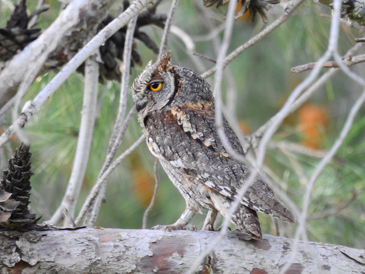 Ердийн орволго - ML644138461