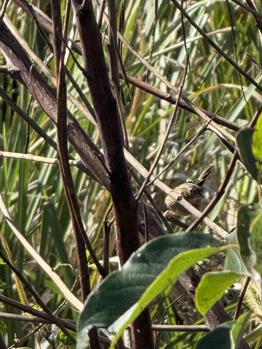 Grasshopper Sparrow - ML644138483