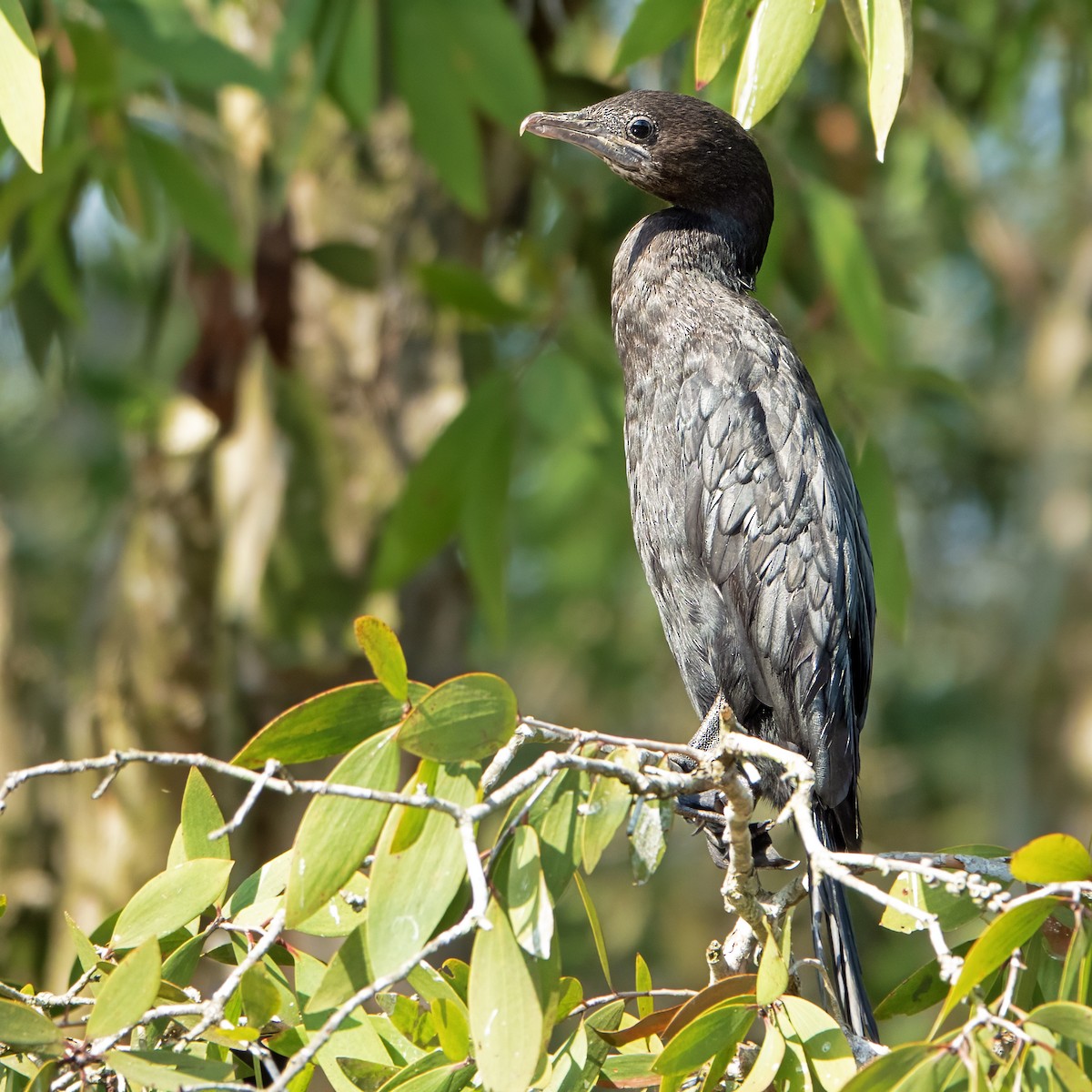 アジアコビトウ - ML644138485