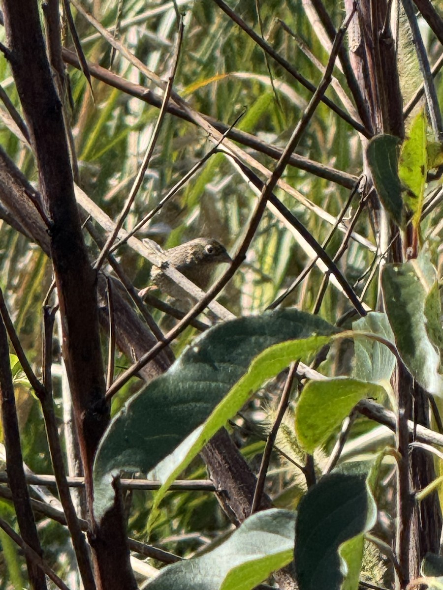 Grasshopper Sparrow - ML644138498
