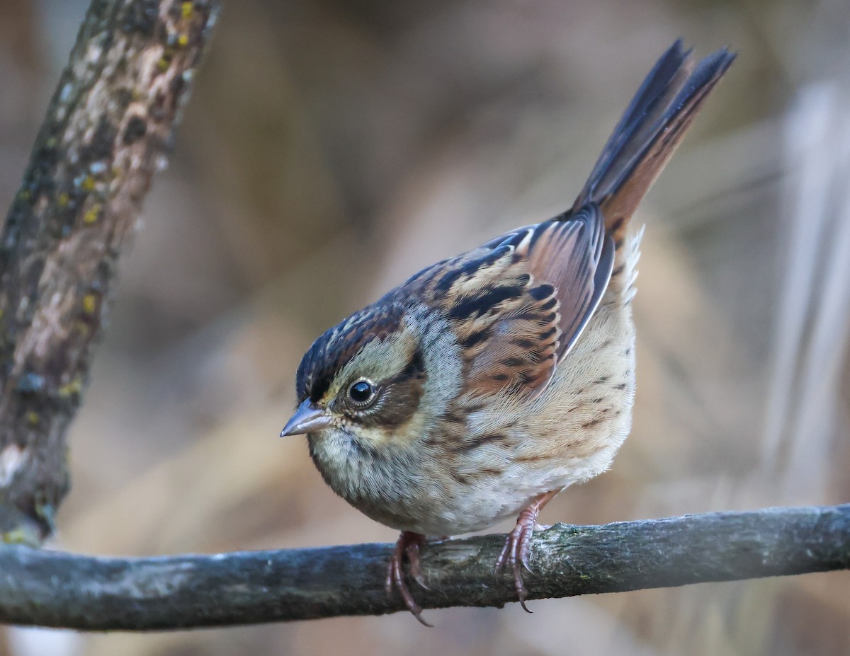 Swamp Sparrow - ML644138517
