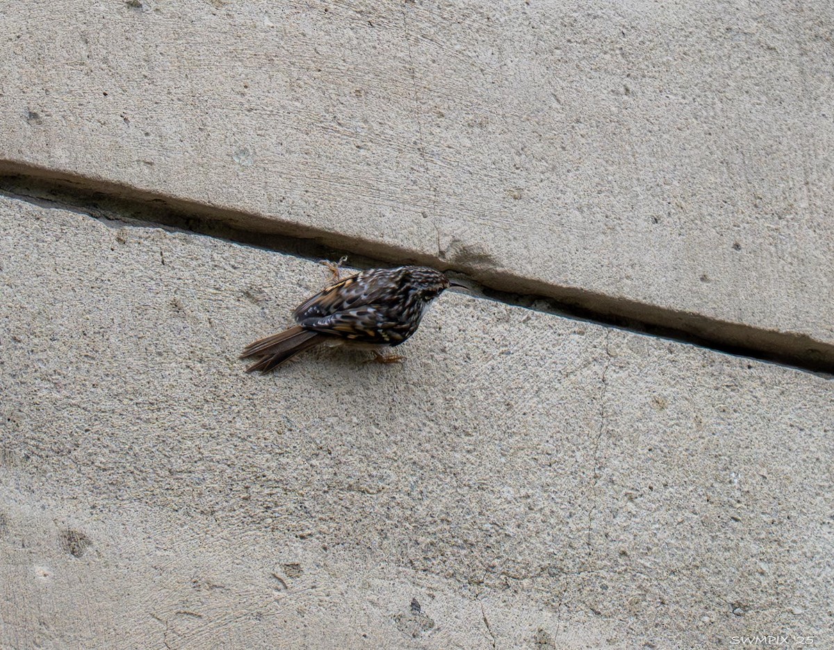 Short-toed Treecreeper - ML644138522