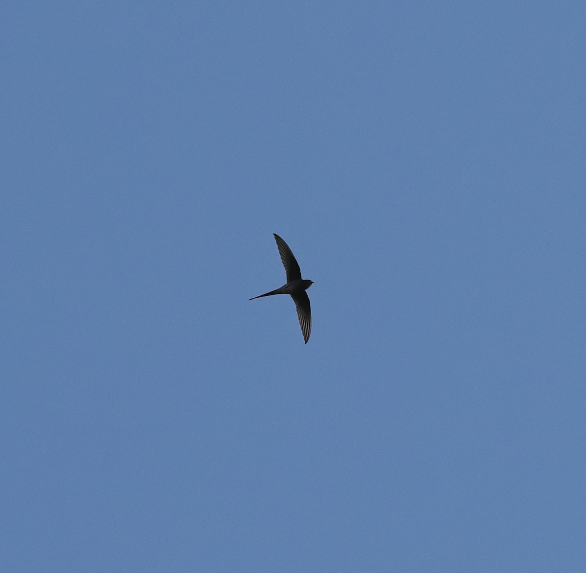 Crested Treeswift - ML644138529