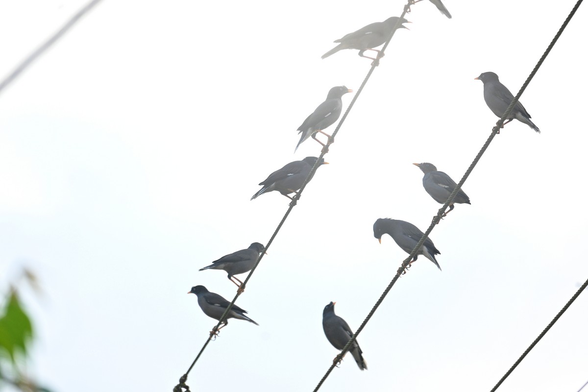 Jungle Myna - ML644138551