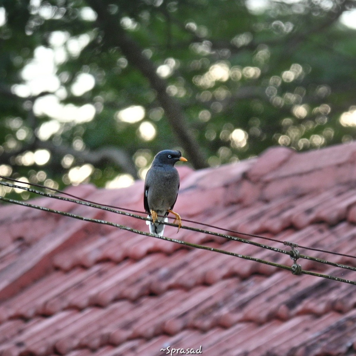 Jungle Myna - ML644138552