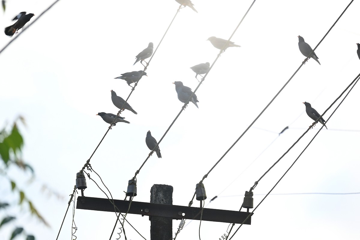 Jungle Myna - ML644138553