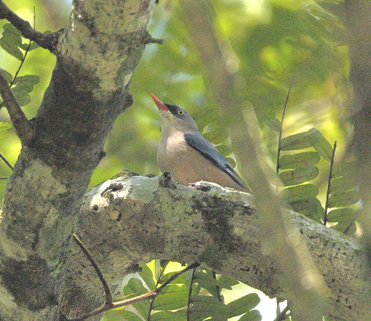 Velvet-fronted Nuthatch - ML644138557