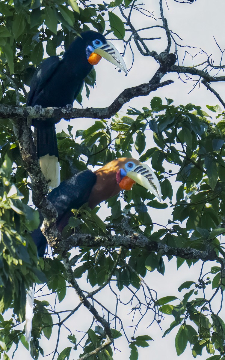 zoborožec rezavý - ML644138558