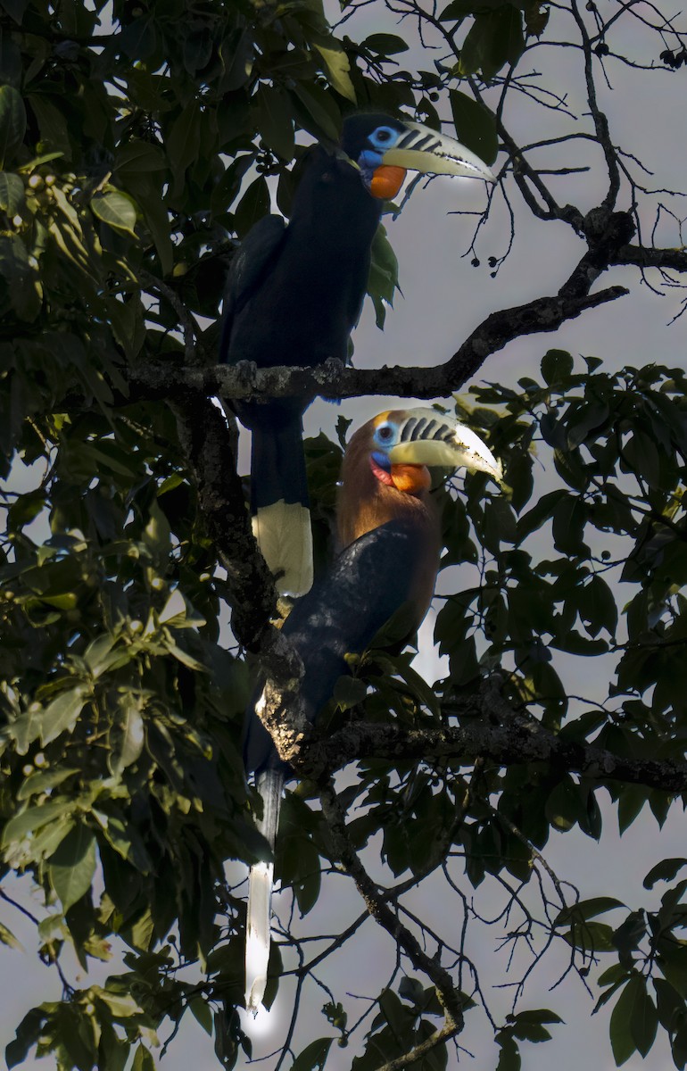 zoborožec rezavý - ML644138559