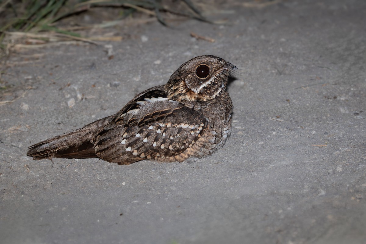 Little Nightjar - ML644138560