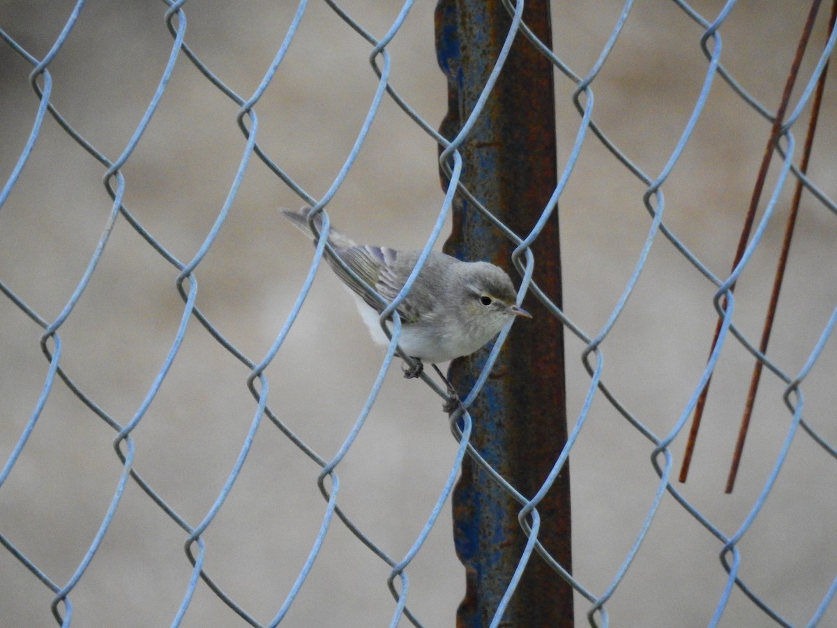Eastern Bonelli's Warbler - ML644138561