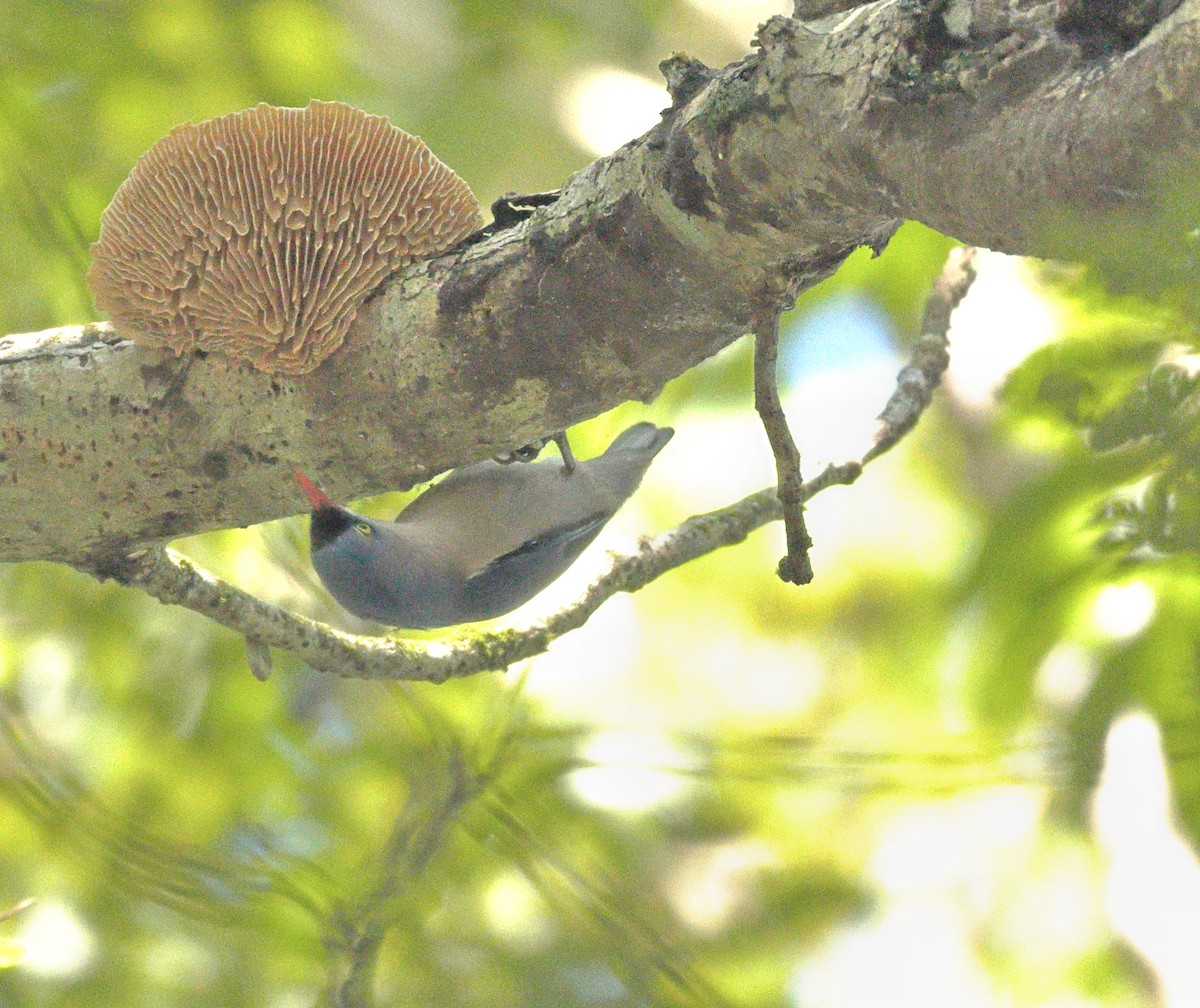 Velvet-fronted Nuthatch - ML644138562