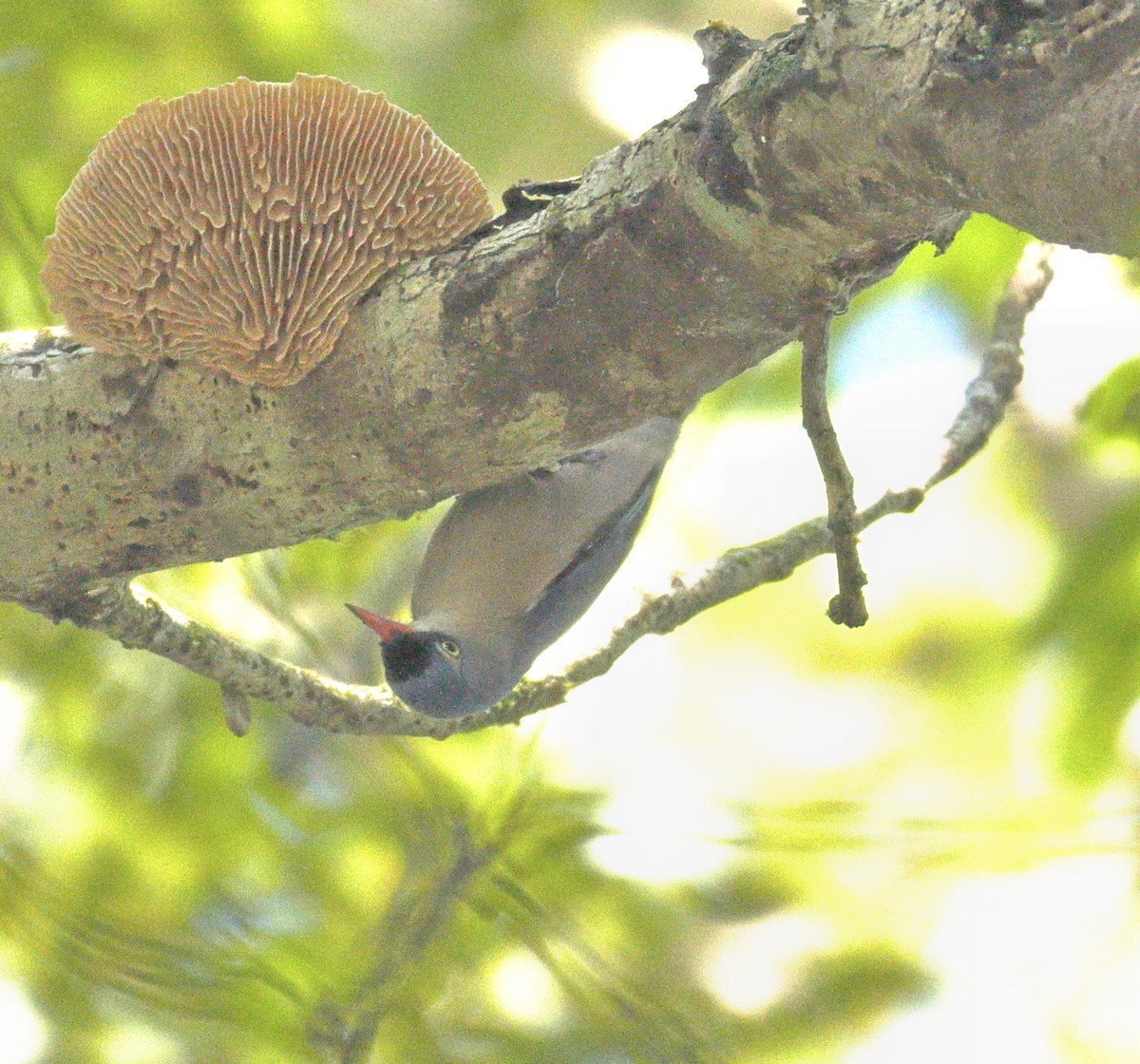 Velvet-fronted Nuthatch - ML644138566