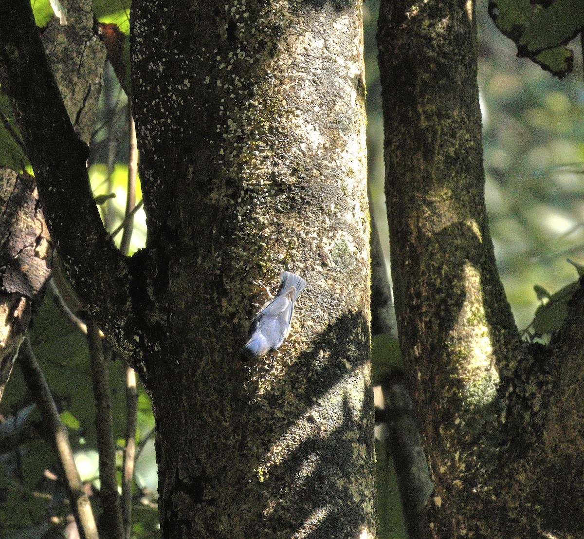 Velvet-fronted Nuthatch - ML644138567