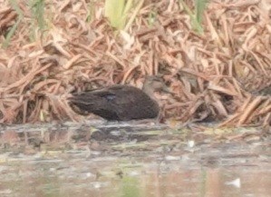 American Black Duck - ML644138568