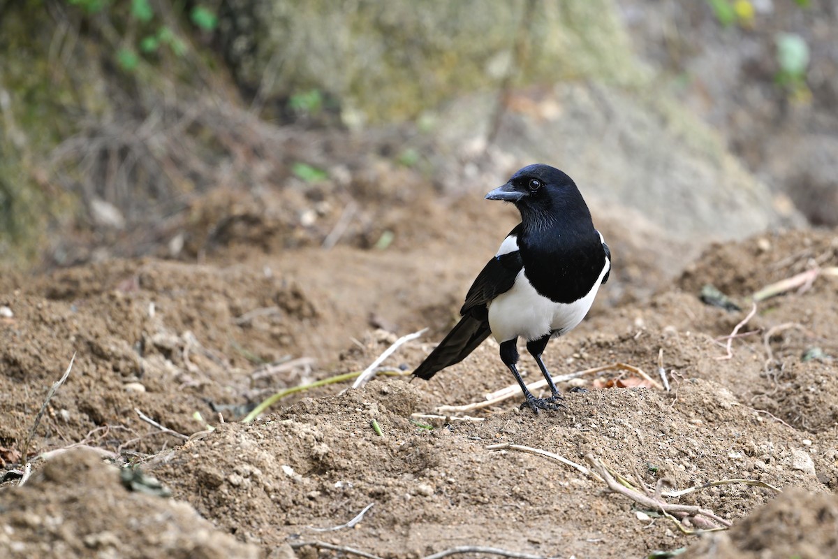 Oriental Magpie - ML644138570