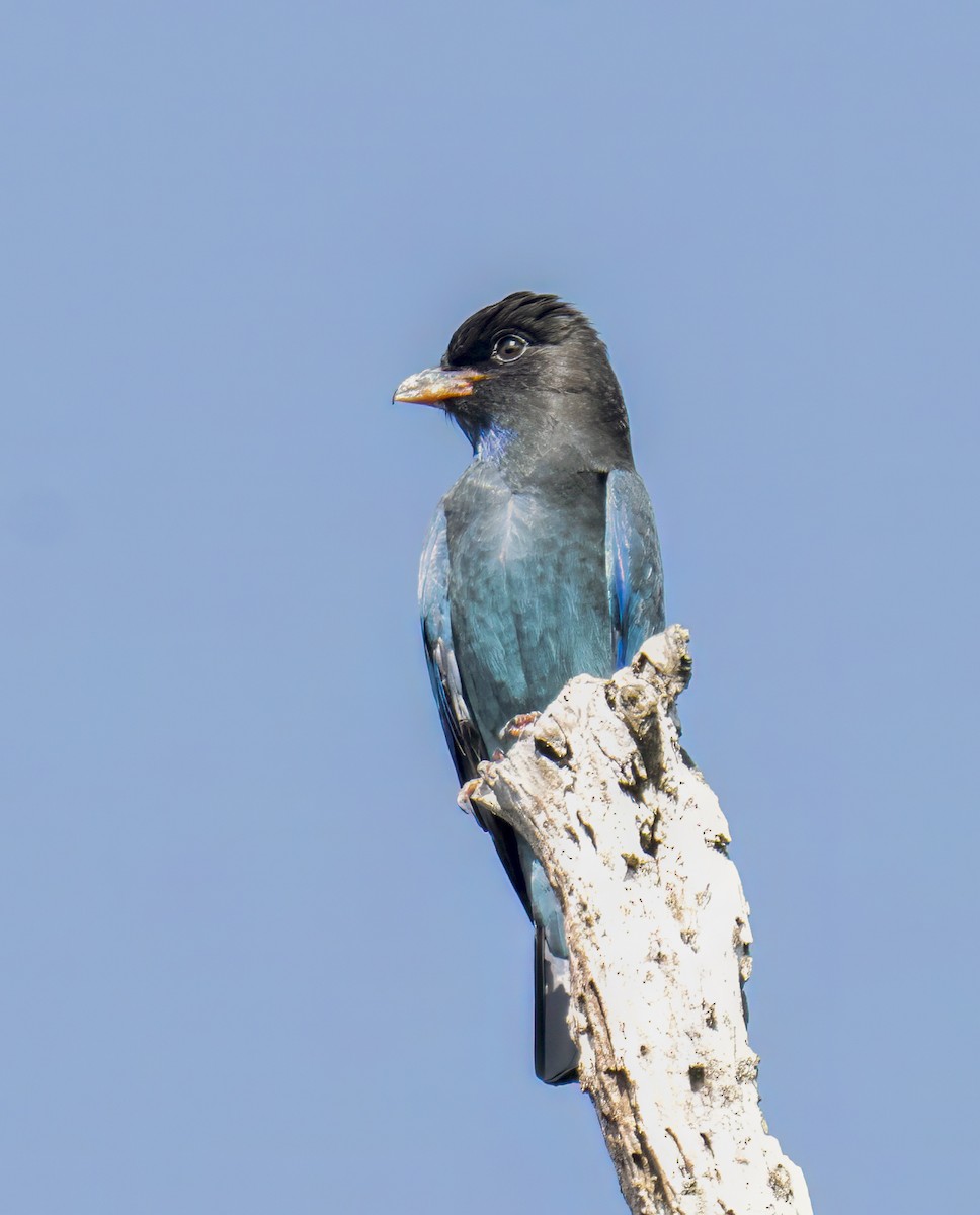 šírozobec východní - ML644138571