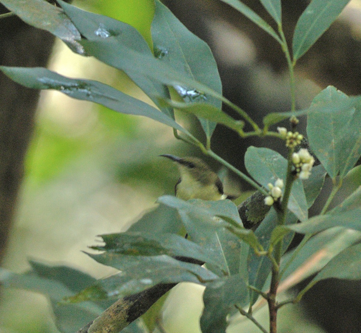 Crimson-backed Sunbird - ML644138572