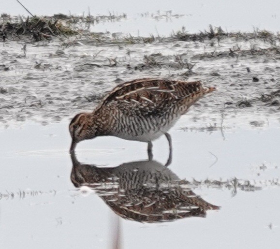 Wilson's Snipe - ML644138580