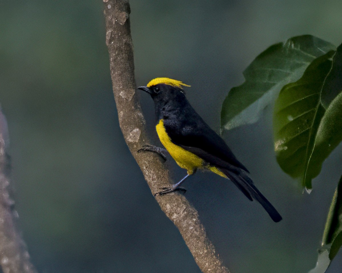 Mésange sultane - ML644138587