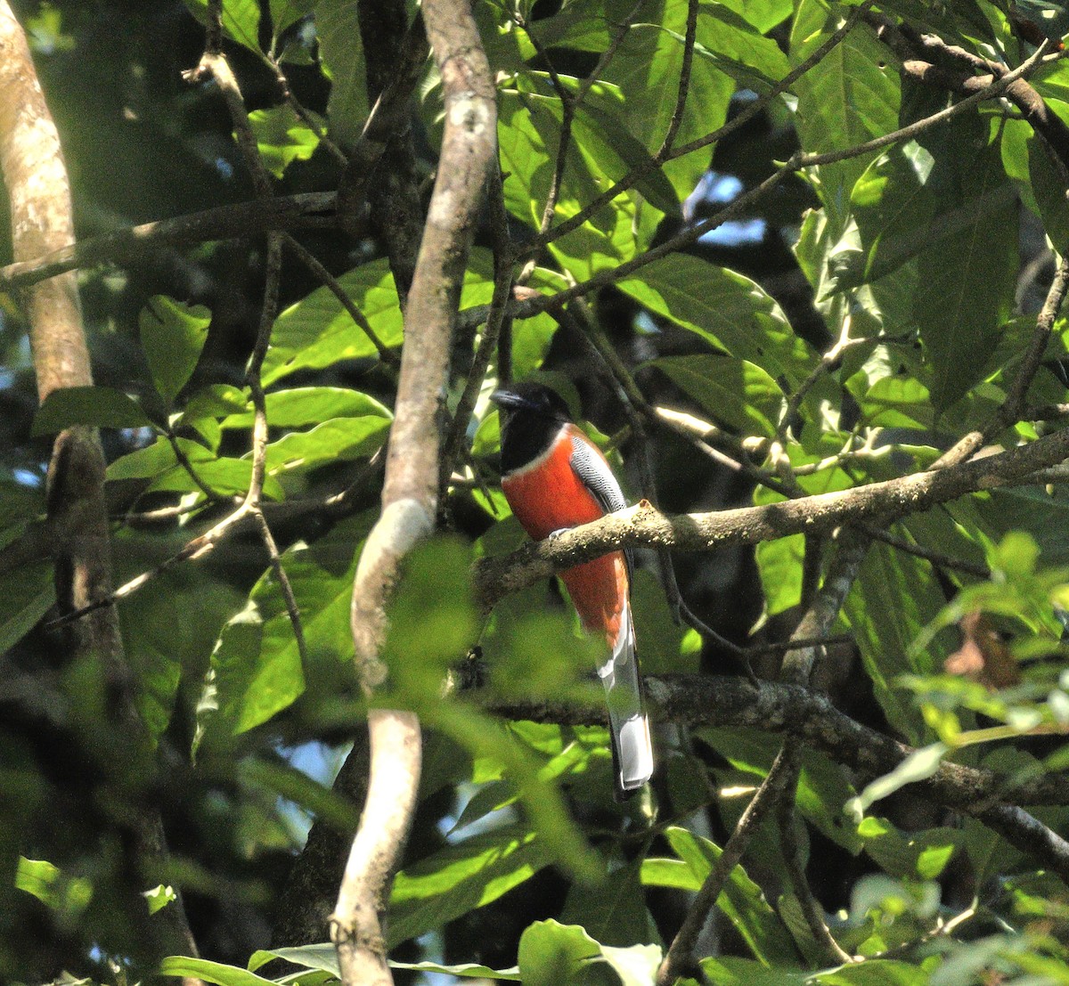 Malabar Trogon - ML644138592