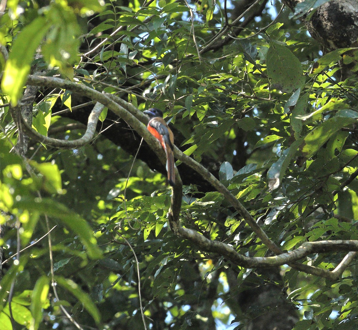 Malabar Trogon - ML644138594