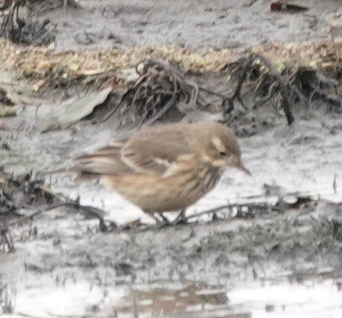 American Pipit - ML644138598