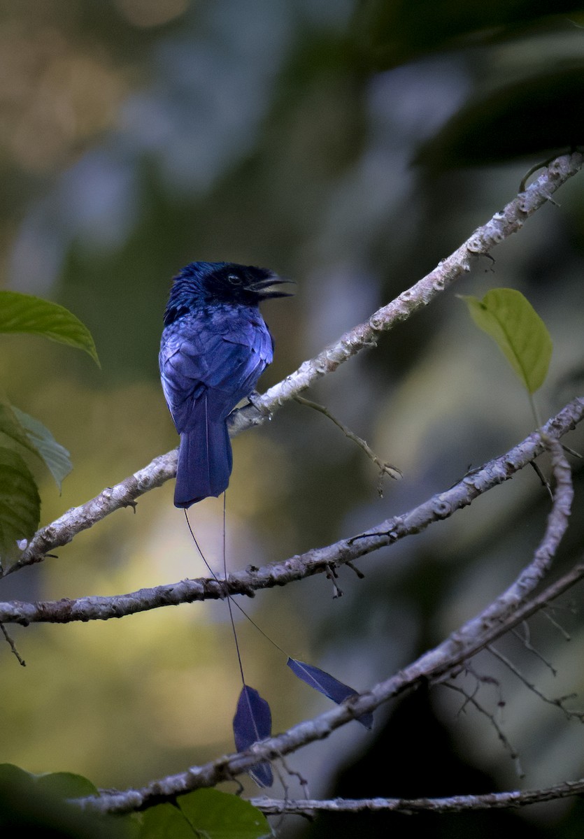 drongo vlajkový - ML644138605