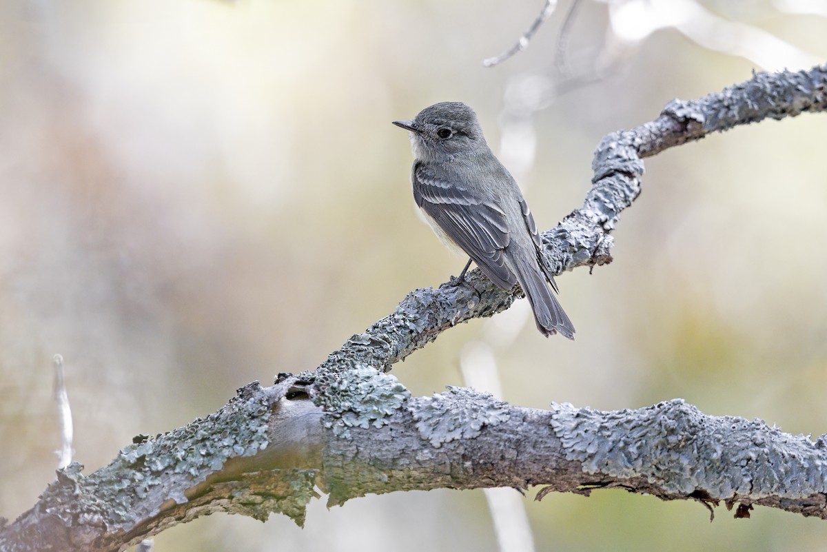 Hammond's Flycatcher - ML644138614