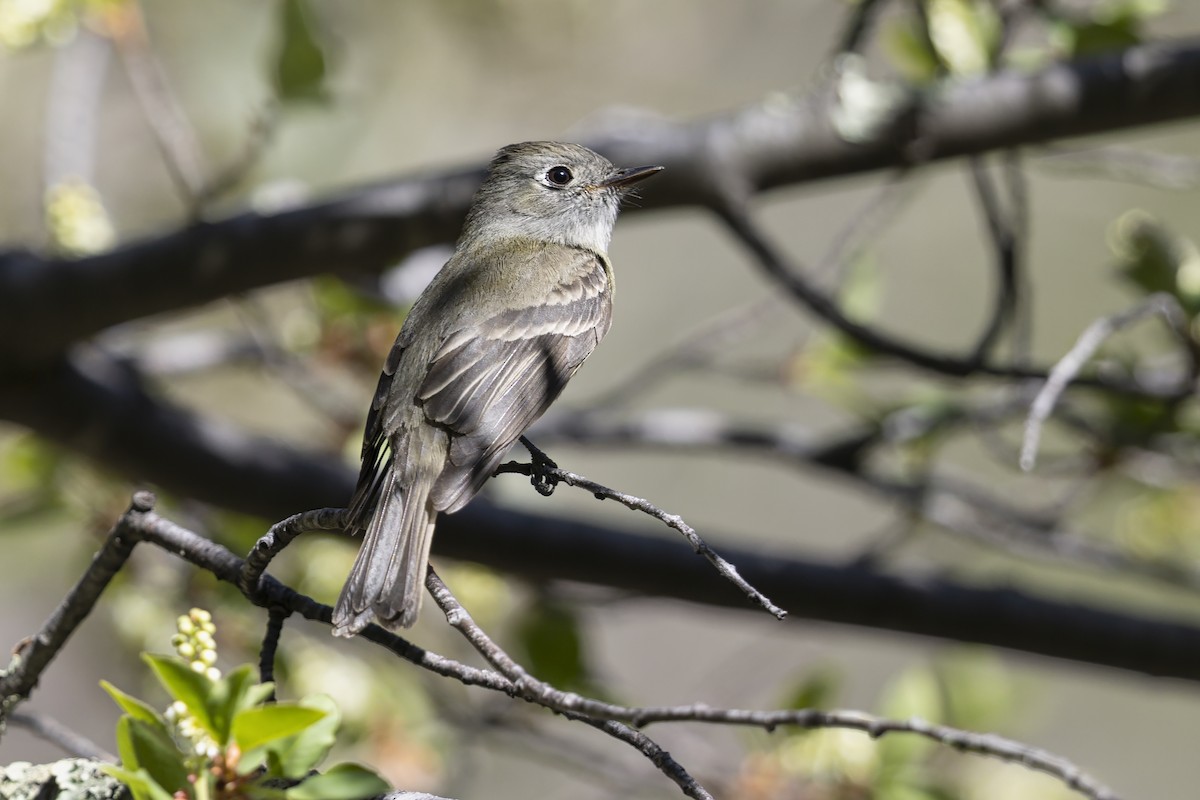 Hammond's Flycatcher - ML644138615