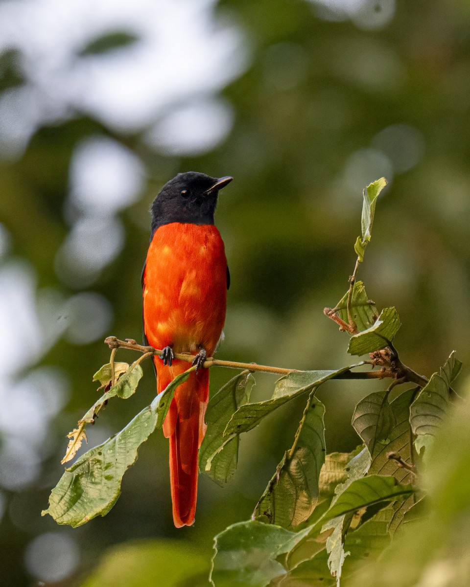 Scarlet Minivet - ML644138623