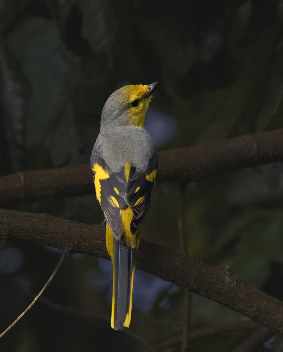 Scarlet Minivet - ML644138624