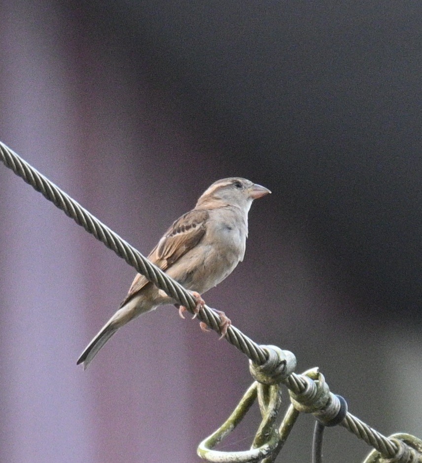 家麻雀 - ML644138643