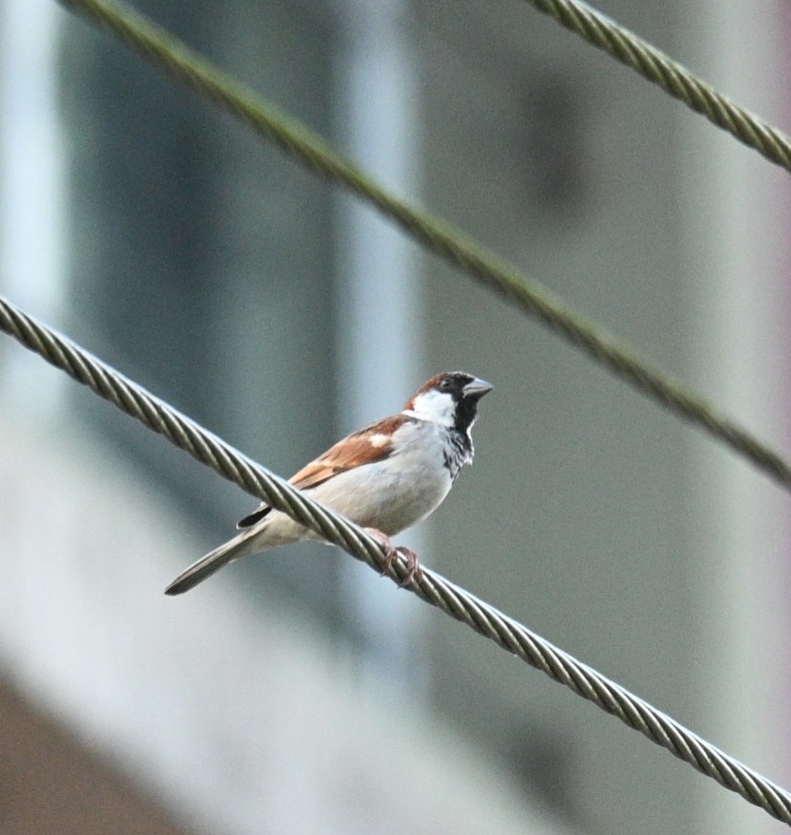家麻雀 - ML644138644