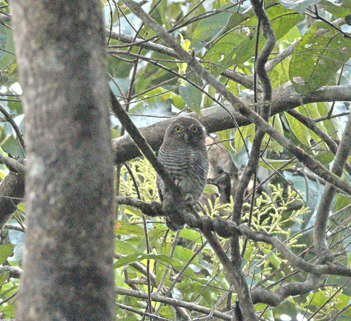 indiaugle - ML644138669