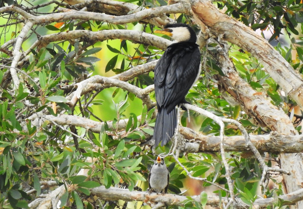 Little Pied Cormorant - ML644138676