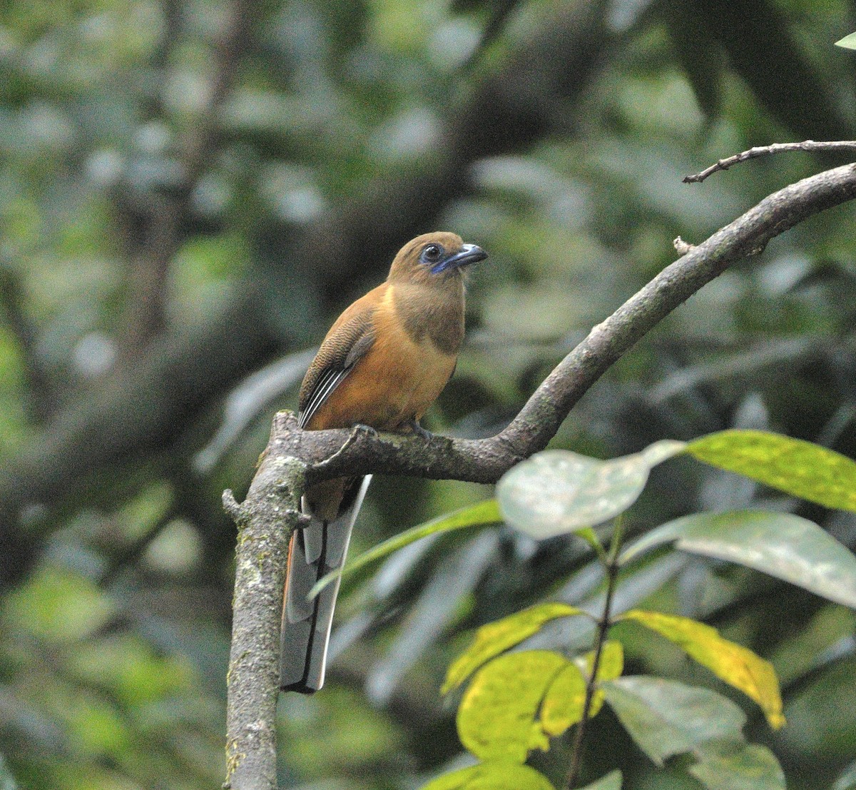 Malabar Trogon - ML644138678