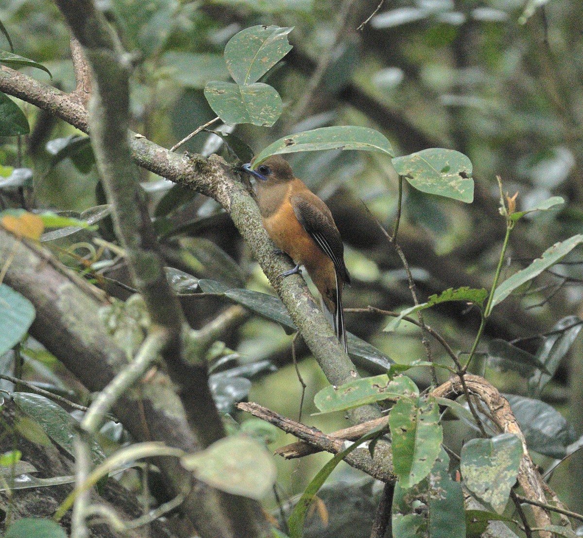 Malabar Trogon - ML644138682