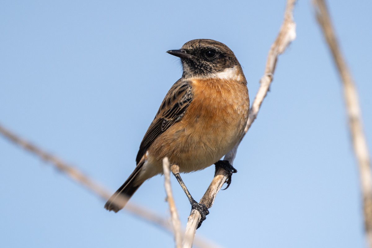 European Stonechat - ML644138683
