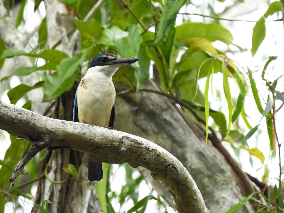 Sacred Kingfisher - ML644138687